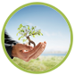 Hands holding tree, Best place for offshore Trust Registration